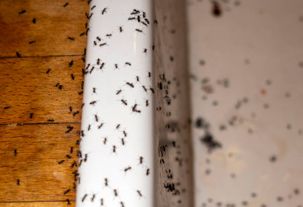 Best Wasp Removal Services  in Mary Esther, FL